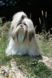 SHIH TZU 216